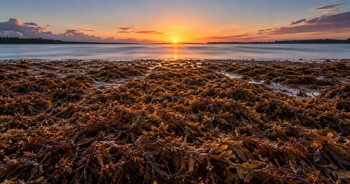 Illustration for the Sargassum at Beach Resorts map: flat shapes linked by a directed line